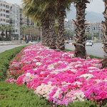 İzmir çiçek açtı