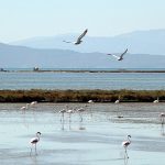 Kuş Cenneti’ne anjiyo: 40 km yatak temizlenecek