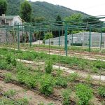 Tugay “Yerel tohumları koruyor ve toprakla buluşturuyoruz”