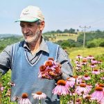 Ekinezya Hasat İçin Gün Sayıyor