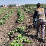 Keçiören belediyesi bostanında hasat başladı 