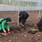 Kocaeli Büyükşehir’den kadın girişimcilere tarımsal destek