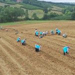 Tıbbi Aromatik Bitki Yetiştiriciliğinde yeni ürün; kekik