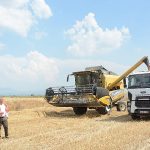 Torbalı Belediyesi Buğday Hasadı