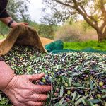 Türkiye’nin Sofralık Zeytin İhracatı 184 Milyon 510 Bin Dolar Oldu