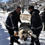 Başıboş köpekler mercek altında