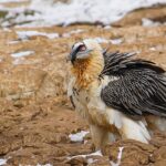 Ardahan ve Kars’ın Suları, Meraları Maden Tehdidi Altında